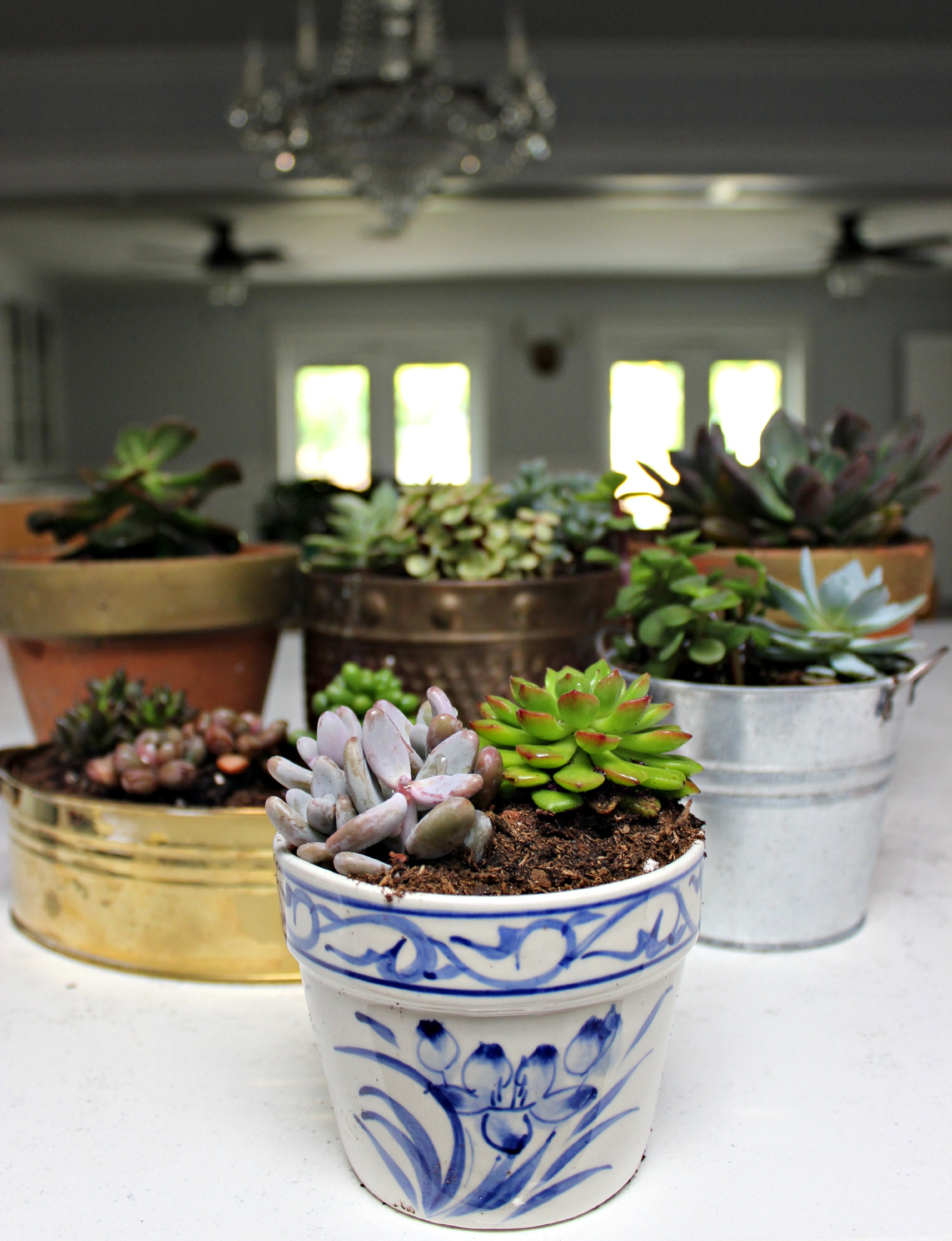 indoor-succulents.jpg - Dream Book Design
