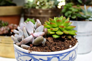 thriftstore indoor succulent tips